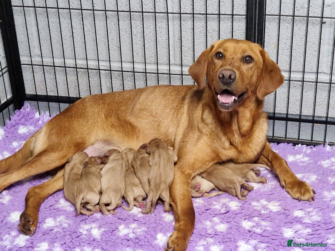 Labrador Retriever dogs for sale: 💥H/TESTED WORKING FOX RED LABRADORS FOR SALE💥 - Image 2