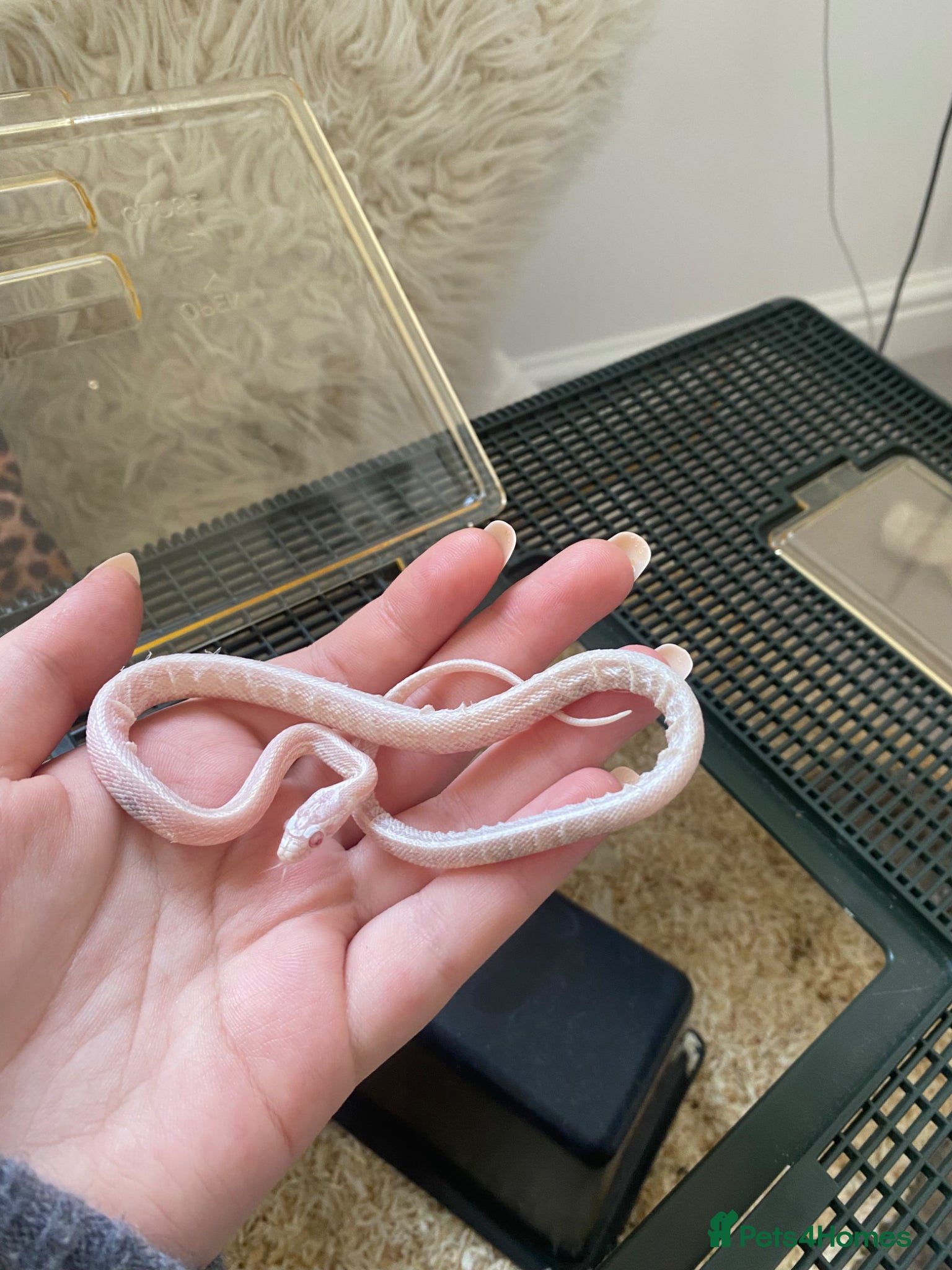 Corn Snake reptiles Baby albinos corn snake - Advert 3