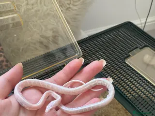 Corn Snake reptiles Baby albinos corn snake - Advert 3