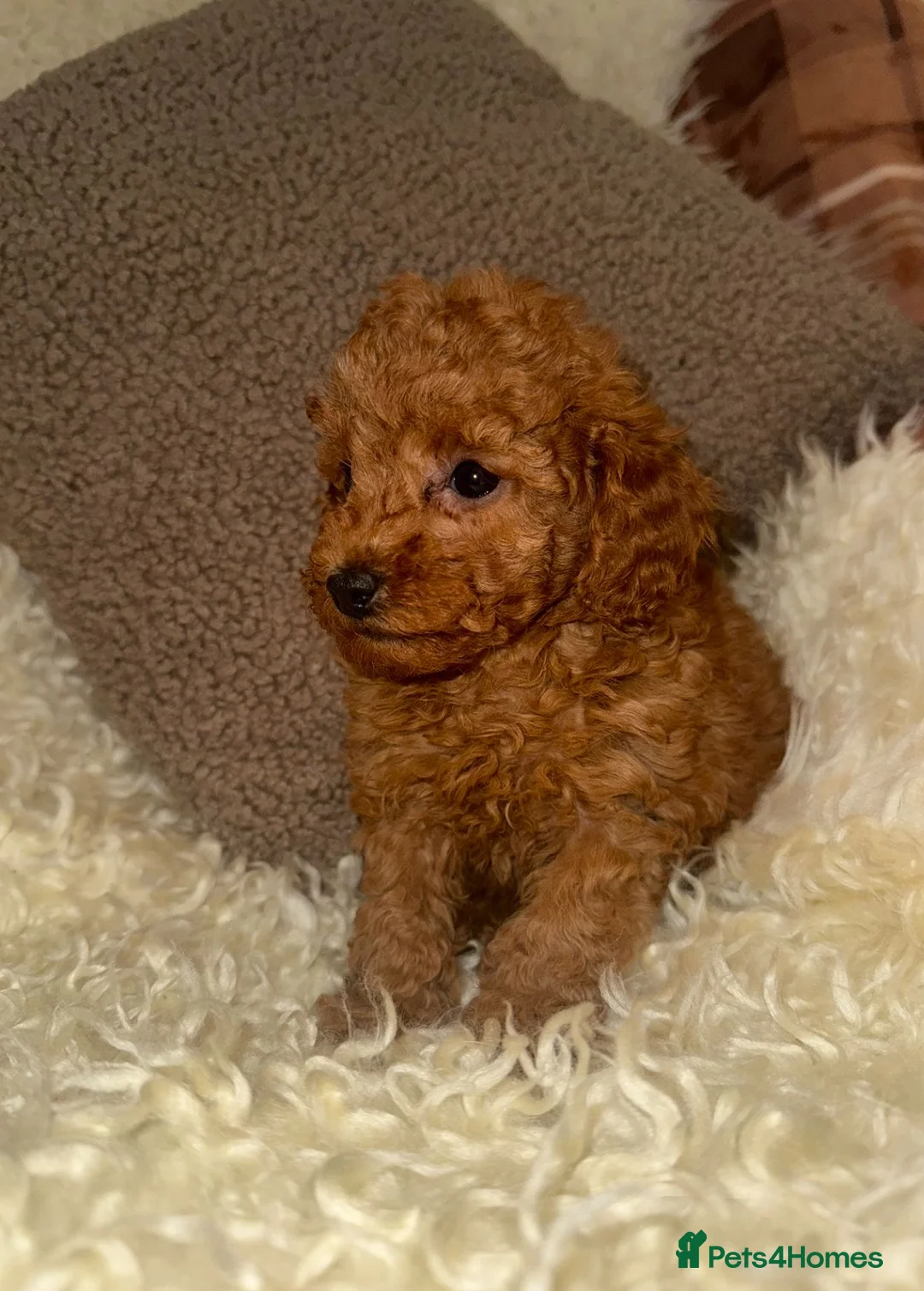 Toy Poodle dogs for sale: ❤️❤️Deep Red Petite KC Toy Poodles❤️❤️ - Advert 8