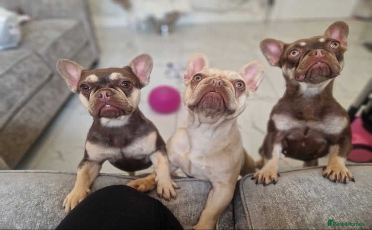 French Bulldog dogs - Advert 1