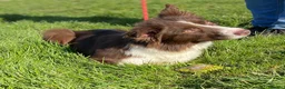 Border Collie dogs for sale: Border Collie puppies (Long Coat) for sale - Advert 8