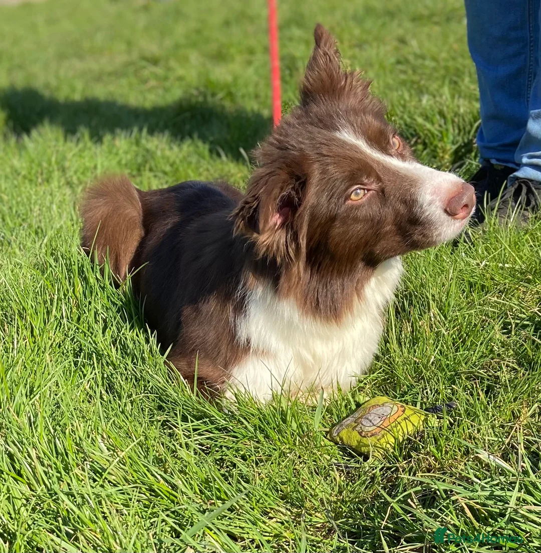 Border Collie dogs for sale: Border Collie puppies (Long Coat) for sale - Advert 8