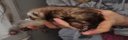 Ferret rodents for sale: Female ferret - Advert 2