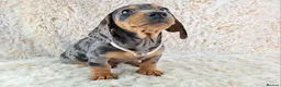Miniature Dachshund dogs for sale: Beautiful Miniature Dachshund Puppies  - Advert 12