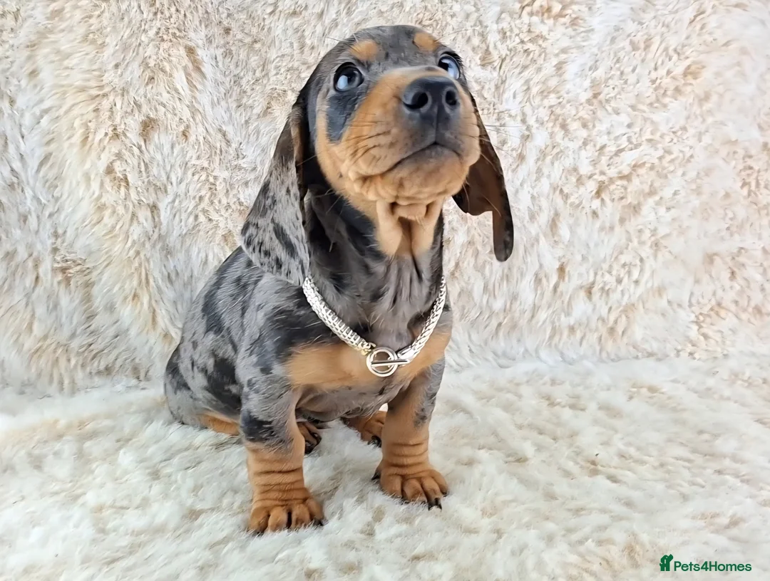 Miniature Dachshund dogs for sale: Beautiful Miniature Dachshund Puppies  - Advert 12