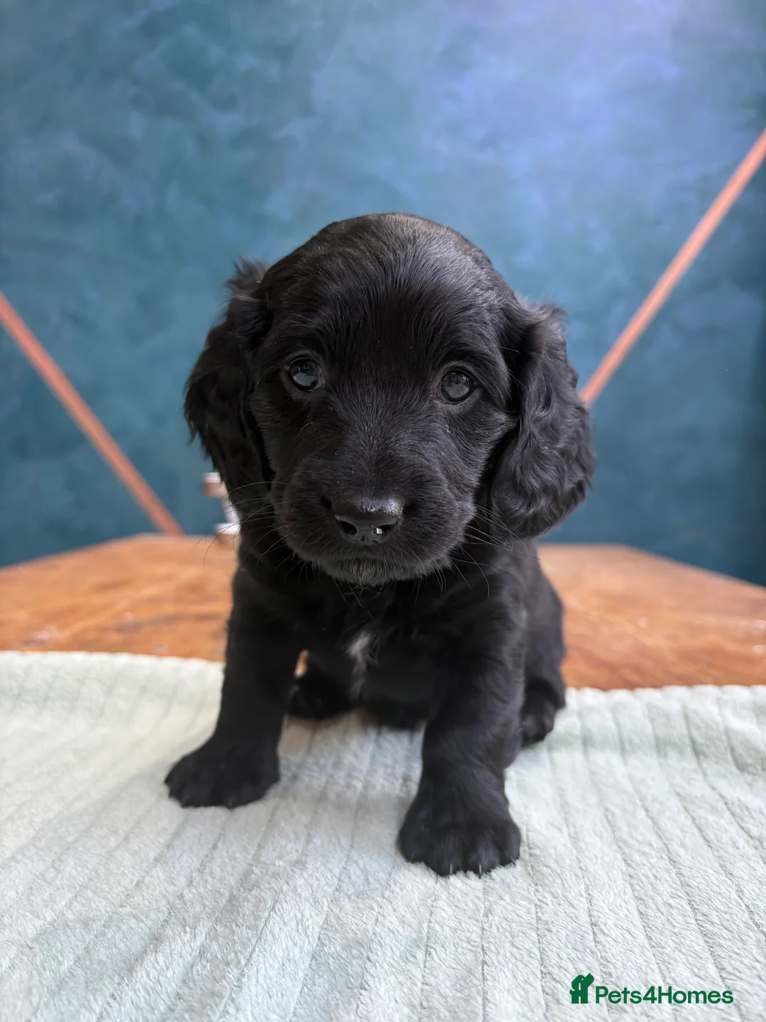 Mixed Breed dogs for sale: Doxiepoos - Advert 2