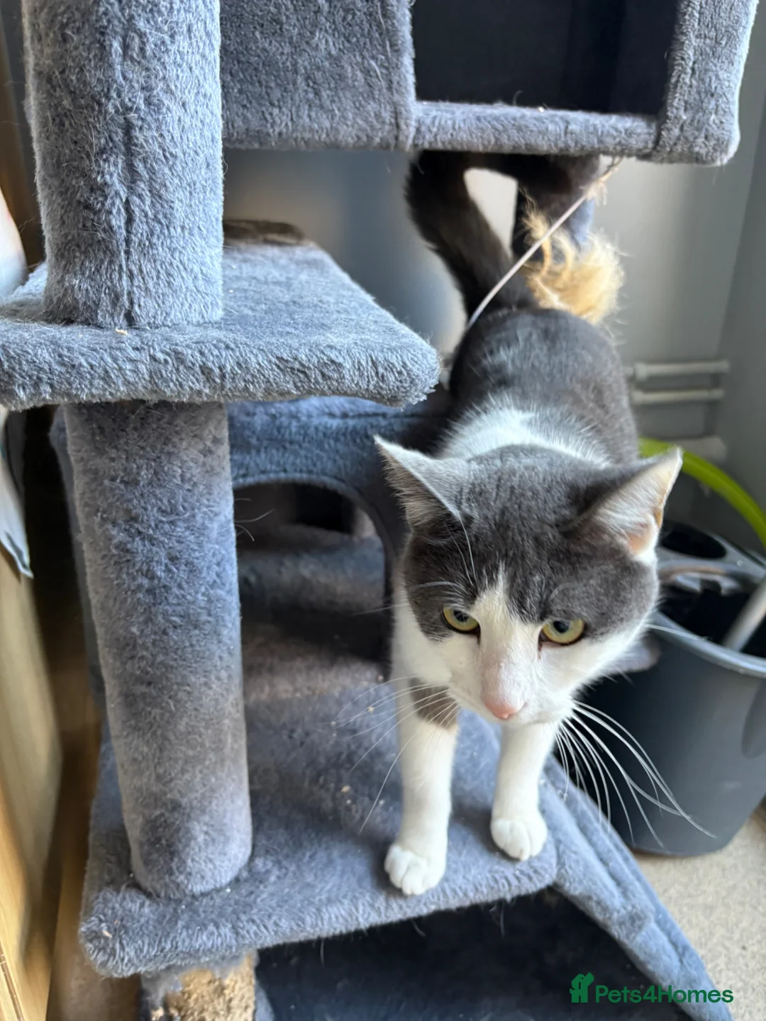 Domestic Shorthair cats for sale: Kittens forsale  - Advert 1