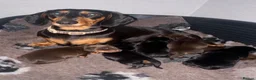 Miniature Dachshund dogs for sale: Beautiful miniature dachshund puppies  - Advert 1