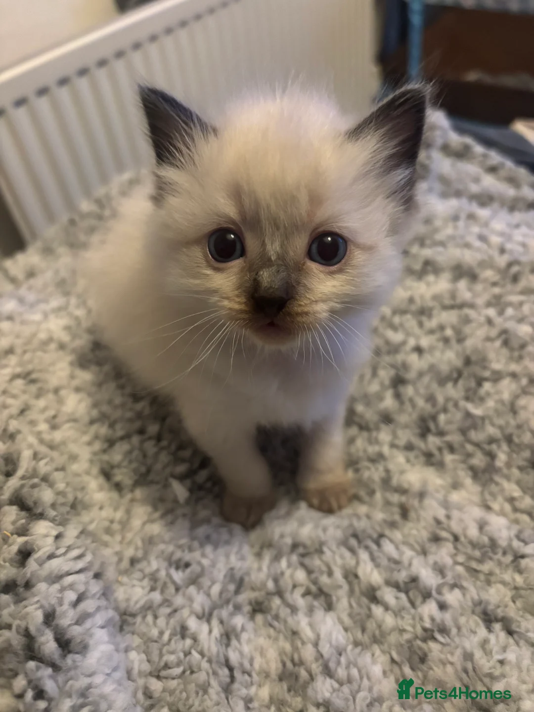 Ragdoll cats for sale: Beautiful ragdoll kittens  - Advert 5
