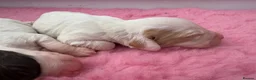 Cocker Spaniel dogs for sale: WCS Puppies from health tested KC Parents  - Advert 4