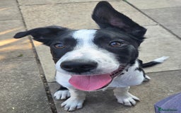 Border Collie dogs for sale: Butch  - Image 2