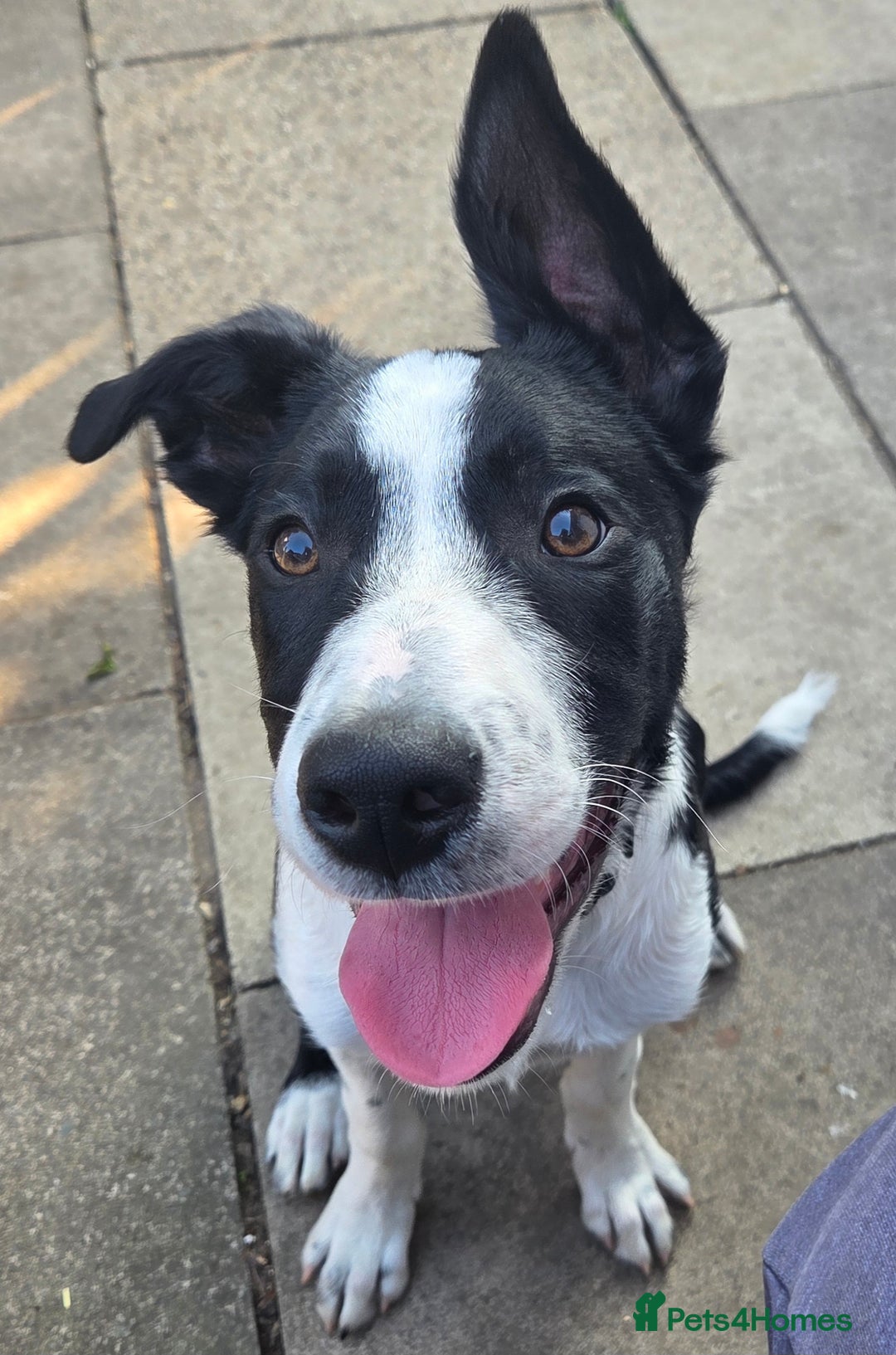 Border Collie dogs for sale: Butch  - Image 2