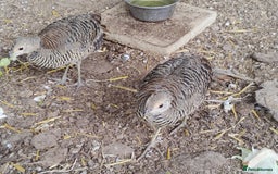 Pheasants poultry for sale: 4 Golden Pheasants and One Silver - Image 11