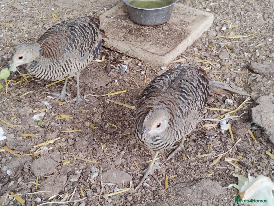Pheasants poultry for sale: 4 Golden Pheasants and One Silver - Image 11