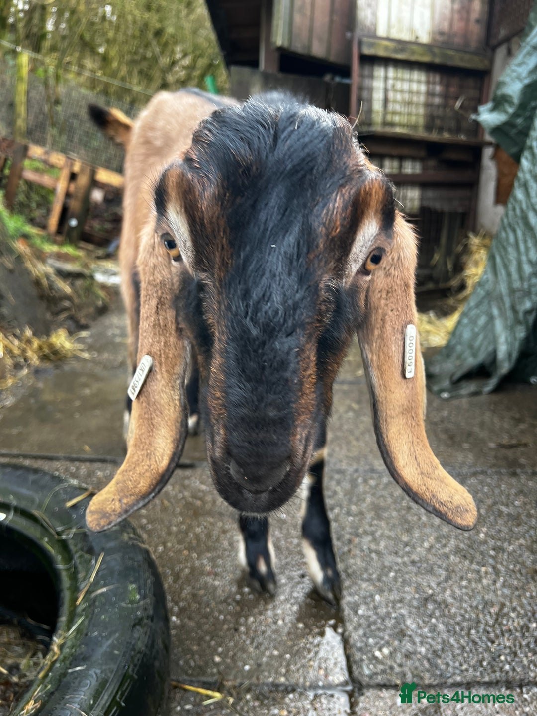 Goats livestock for sale: Male Goats for sale Billy and wether  - Advert 2