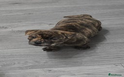 Mixed Breed dogs for sale: Chaffy puppies Chow x Staffy - Advert 15