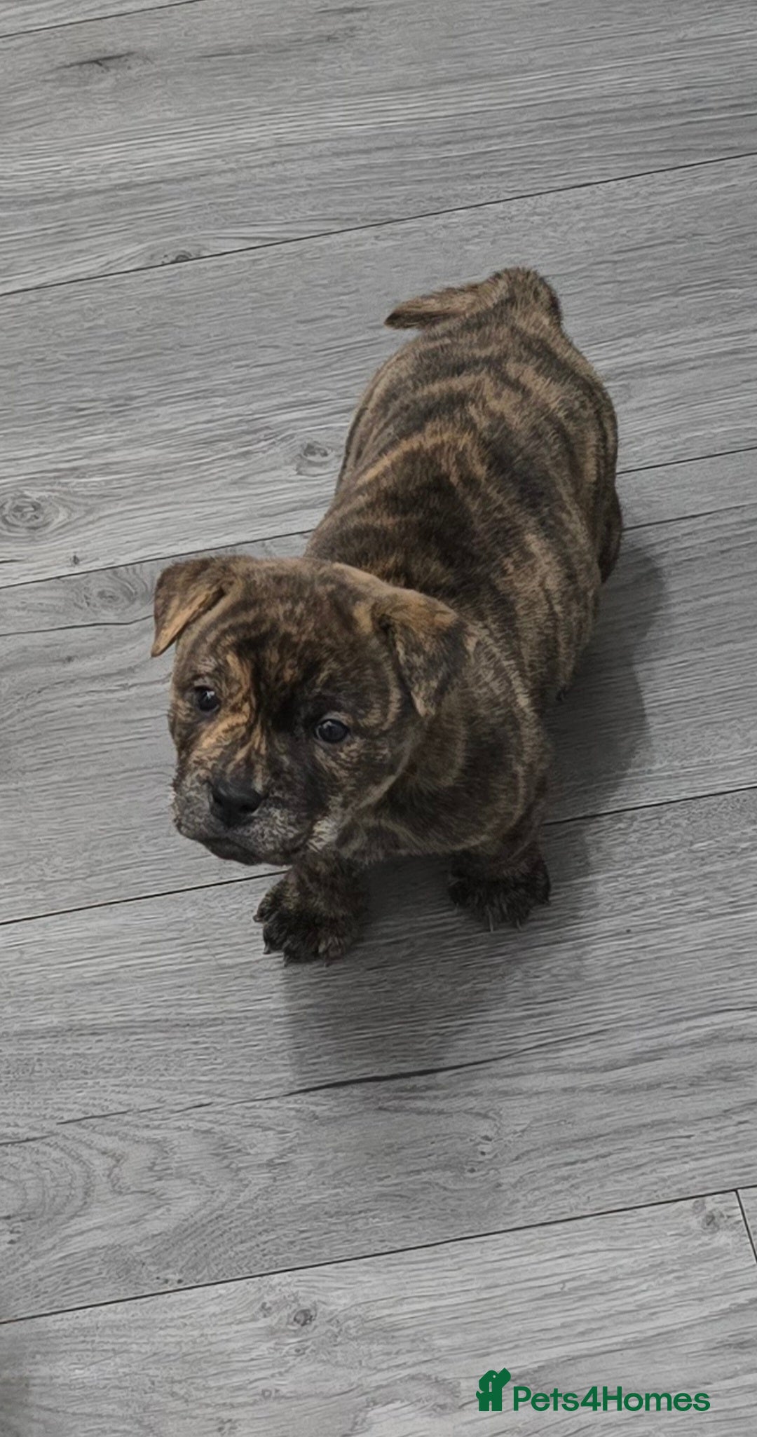 Mixed Breed dogs for sale: Chaffy puppies Chow x Staffy - Advert 15