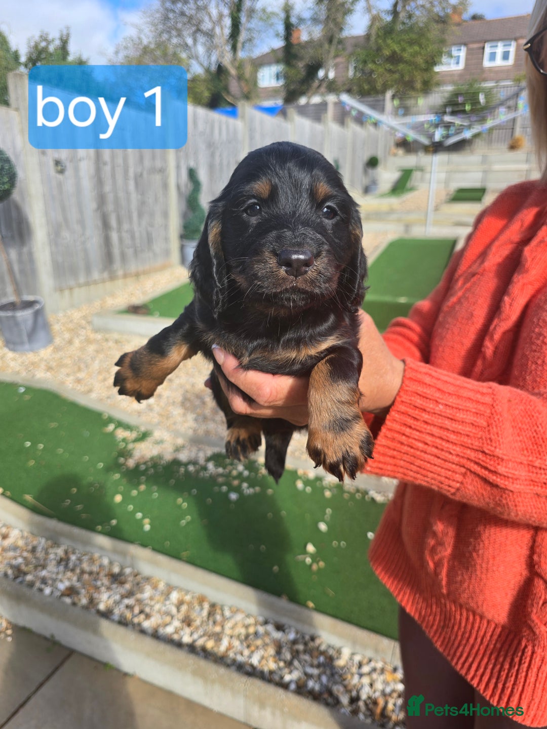 Cocker Spaniel dogs for sale: Cocker spaniel puppies  - Image 10