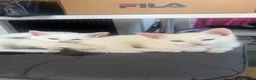 Turkish Angora cats for sale: White and tabby kitten  in Leicester - Advert 10