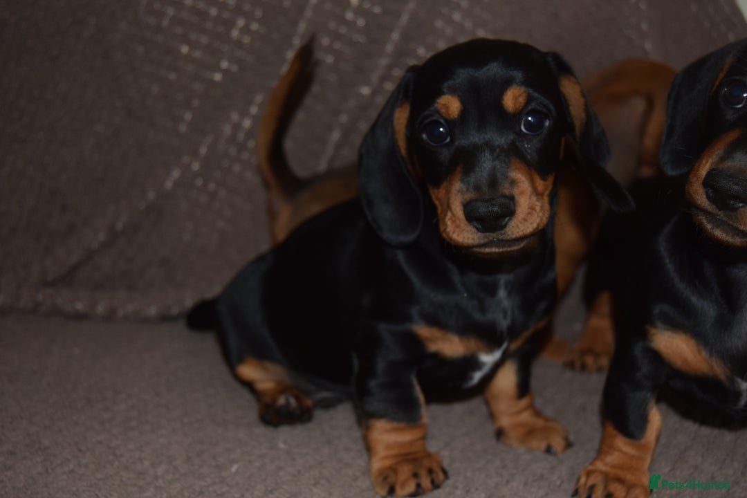 Dachshund dogs for sale: 3/4 MINIATURE SMOOTH DACHSHUND PUPPIES - Image 6