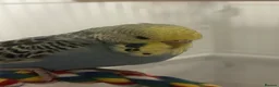 Budgerigars birds for sale: Female budgie in Nottingham - Advert 3
