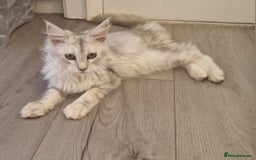 Maine Coon cats for sale:  high Silver smoke maine coon  - Image 6