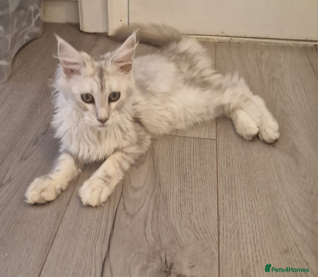 Maine Coon cats for sale:  high Silver smoke maine coon  - Image 6