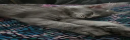 Maine Coon cats for sale: TiCA registered 2F q x 7777 polly - Advert 2