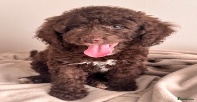 Sproodle dogs - Advert 15