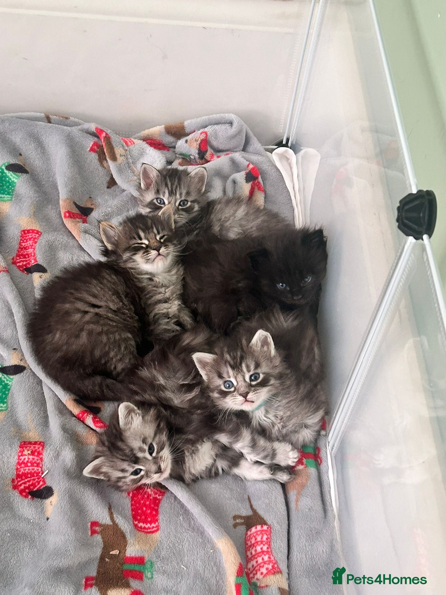 Maine Coon cats Maine coon kittens - Advert 5