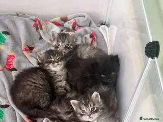 Maine Coon cats Maine coon kittens - Advert 5