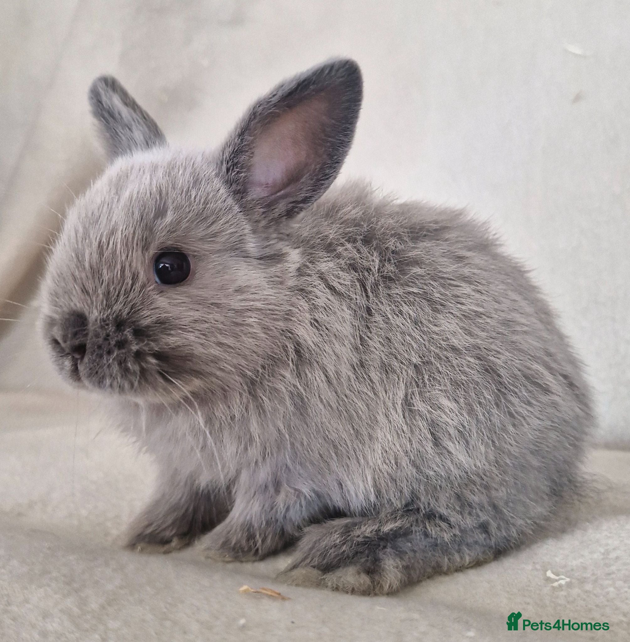 Mini Lop rabbits Mini Lop X Dutch X Netherland Dwarf Babies - Advert 7