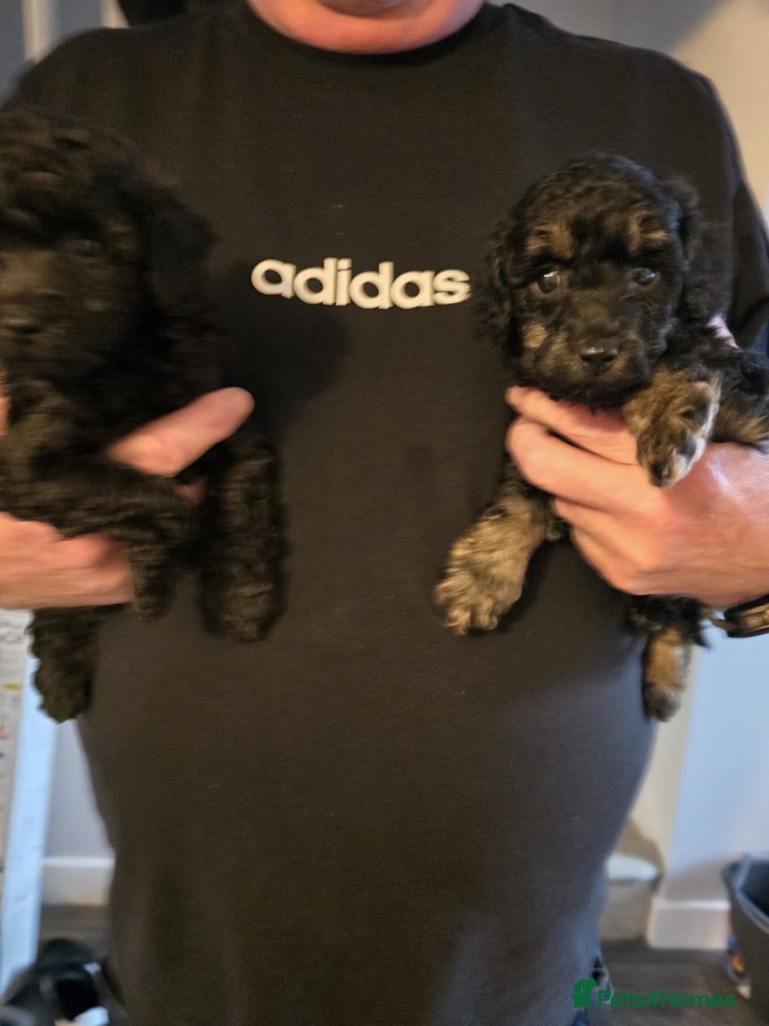 Miniature Poodle dogs for sale: 4 Amazing miniature poodles  - Advert 4