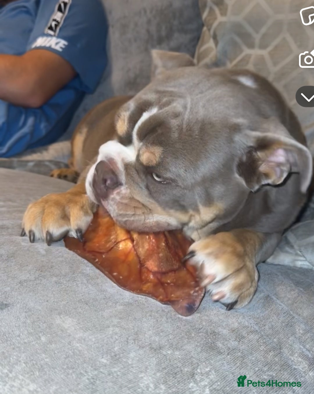 English Bulldog dogs for sale: 💙 Bruiser 💙 - Advert 4