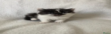 Ragdoll Kitten 4