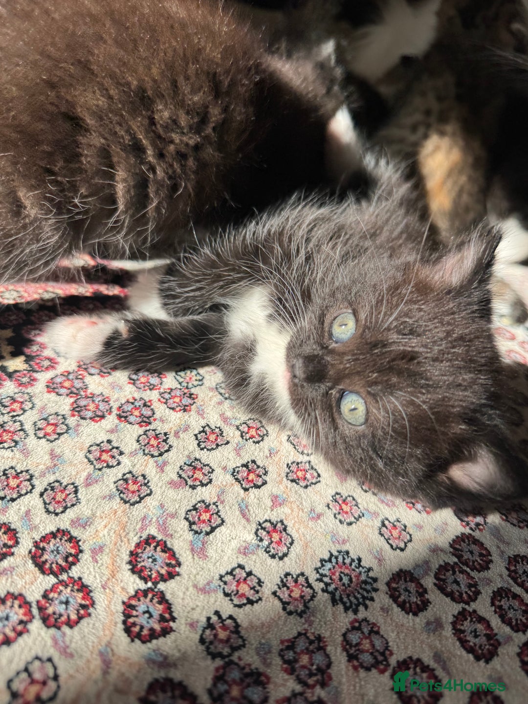 Persian cats for sale: mixed persian & bombay kittens  in Maidstone - Image 21