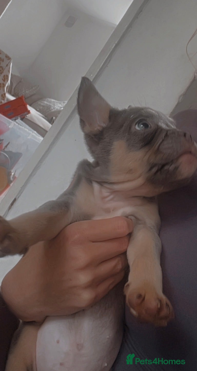 French Bulldog dogs for sale: Quality French bulldog puppies pet price in Dronfield - Advert 21