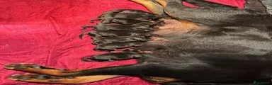 Rottweiler 6