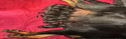 Rottweiler dogs for sale: Rottwiler puppies - Advert 6