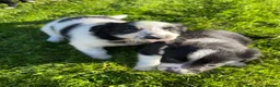 Border Collie dogs for sale: Border Collie puppies for sale 💙💙💙 - Advert 18