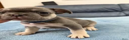 French Bulldog dogs for sale: Beautiful frenchie puppies  - Advert 24