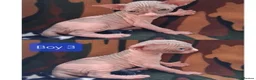 Sphynx cats for sale: Sphynx Kittens - Advert 8