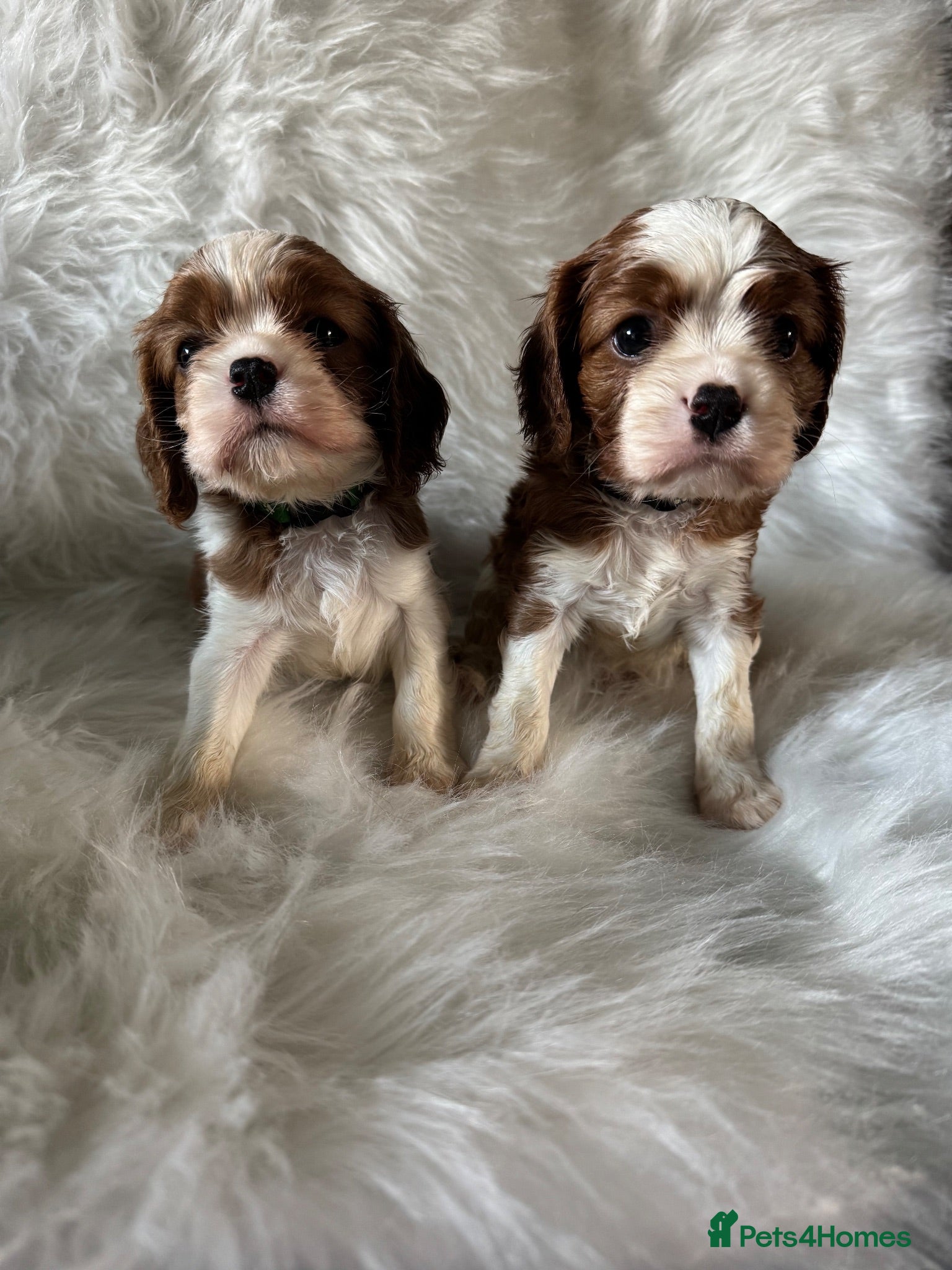 Cavalier King Charles Spaniel dogs KC Cavalier King Charles DNA 5* licensed home bred - Advert 1