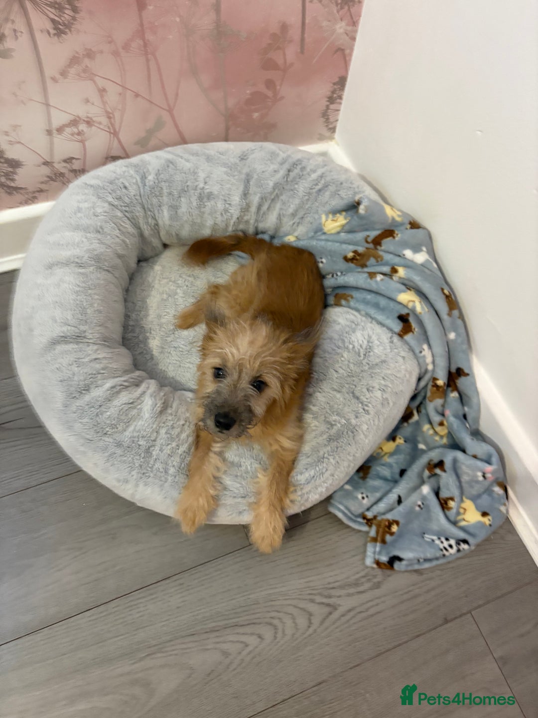 Chorkie dogs for sale: 6 month old chorkie male puppy  - Advert 2
