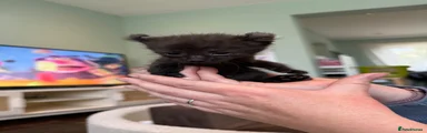 Mixed Breed Kitten 5