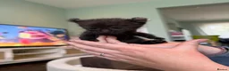 Mixed Breed cats for sale: Sphynx cross kittens  - Advert 17