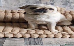 Pug dogs for sale: Female pug for sale - Image 4