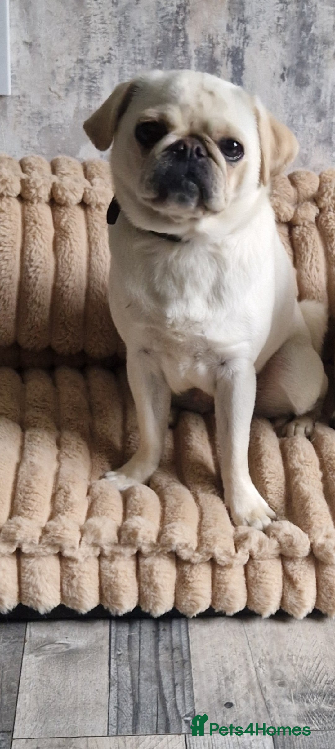 Pug dogs for sale: Female pug for sale - Image 4