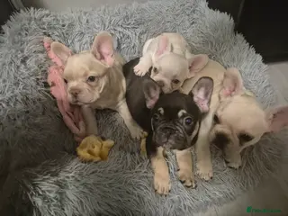 French Bulldog dogs Beautiful DWKC French Bulldogs pups - Advert 8